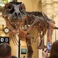 rangka-tulang-t-rex-laku-dijual-seharga--318-juta-dolar-pada-lelang-di-chicago