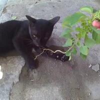 tanaman-ini-sangat-digemari-kucing-bahkan-dimakan-juga-loh