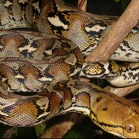 mulai-sering-banjir-waspada-kemunculan-ular-ular-ini-gan