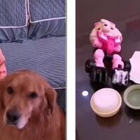 orang-tua-emosi-justru-anjing-peliharaan-yang-melindungi-dan-menghibur-balita-ini