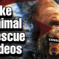 waspada--video-palsu-dan--settingan--di-youtube-tentang-penyelamatan-hewan