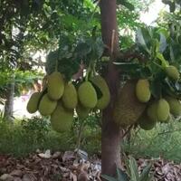 memiliki-pohon-nangka-investasi-tiada-batas-bernilai-jutaan-rupiah