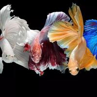 cara-budidaya-ikan-cupang-pemula