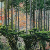 daisugi-seni-menumbuhkan-pohon-di-atas-pohon