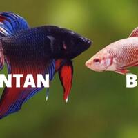 cara-membedakan-ikan-cupang-jantan-dan-betina-pemula