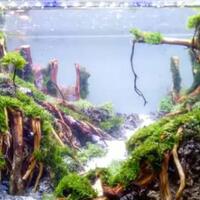 13-jenis-tanaman-aquascape-bagus-untuk-akuarium