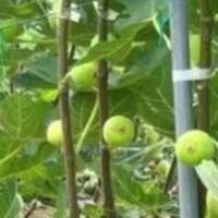 berbuah-tanpa-berbunga-kok-bisa-buah-apa-ya