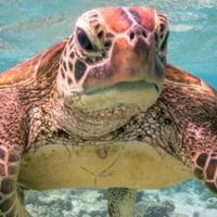 terry-the-turtle-si-penyu-dengan-jari-tengah-yang-memenangkan-penghargaan-foto