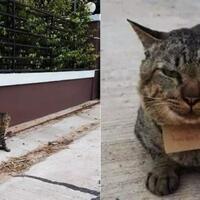 setelah-3-hari-ga-pulang-kucing-ini-malah-bawa-tagihan-hutang