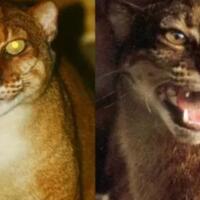 coc-reg-kaltim-5-fakta-kucing-merah-hewan-liar-endemik-kaltim-yang-hampir-punah