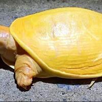 kura-kura-kuning-yang-viral-biasanya-jadi-incaran-predator