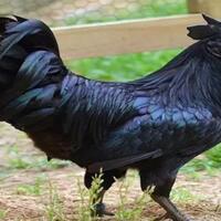 inilah-alasan-kenapa-ayam-cemani-bisa-di-hargai-sampai-jutaan-rupiah