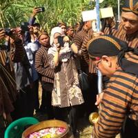 coc-reg-jember-ritual-manten-tebu-jalinan-asmara-tebu-ketika-masuk-musim-giling