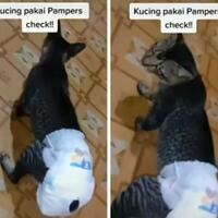 alami-diare-kucing-ini-dipakaikan-pampers-hingga-berjalan-seperti-anak-baru-disunat