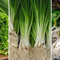 bawang-lokio-tidak-akan-bikin-kamu-menangis
