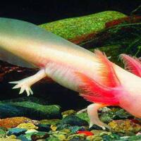 adakah-yang-tahu-nama-dari-hewan-hewan-ini-makhluk-apa-ini-sebenarnya