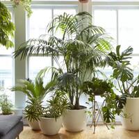 tanaman-hias-bermanfaat-untuk-kesehatan-dan-memperbaiki-suasana-hati-gan