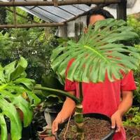 demam-tanaman-berikut-deretan-tanaman-termahal-di-indonesia