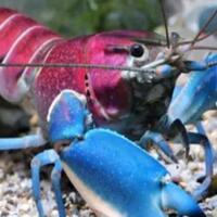 coc-reg-papua-kecantikan-lobster-papua-diakui-dunia-kok-bisa