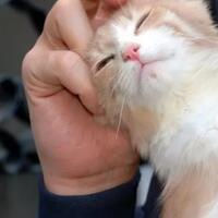 tanda-kucing-sayang-sama-agan-catlovers-wajib-tau-based-on-reality