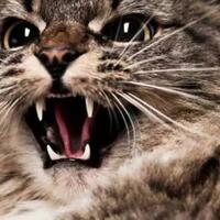 ciri-kucing-agan-yang-sedang-cemburu-coba-cek-yuk