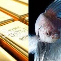 membeli-hobi-dengan-harga-selangit-sampai-rela-menukar-1-mobil-demi-4-tanaman-hias