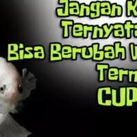 penyebab-ikan-bisa-berubah-warna-anak-cupang-koki-koi-masuk