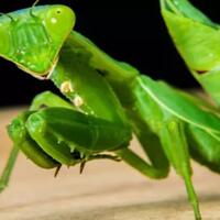 hewan-kecil-berikut-ternyata-penuh-kejutan-dan-fakta-menarik-lainnya