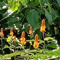 yuk-mengenal-tumbuhan-liar-di-sekitar-kita-2