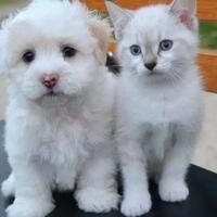 sama-sama-suka-dielus-tapi-kucing-dan-anjing-punya-bagian-favorit-berbeda-loh