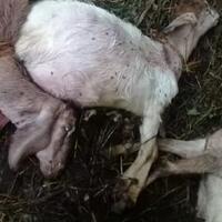 viral-misteri-puluhan-kambing-mati-secara-mendadak-di-kuningan-jawa-barat