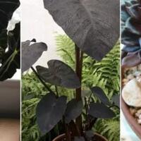 meski-berdaun-hitam-5-tanaman-ini-bisa-mempercantik-rumahmu
