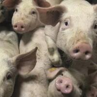 haram-tapi-kenapa-babi-banyak-digunakan-dalam-teknologi-pengobatan-modern