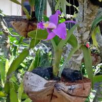 simpel-cara-membuat-pot-tanaman-bunga-anggrek-dari-sabut-kelapa-kuy-merapat-gan
