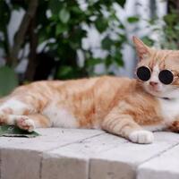 kalau-kucing-kamu-bertingkah-aneh-kayak-gini-tandanya-dia-senang-sama-kamu