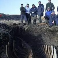 foto-penampakan--sapi-laut-steller--raksasa-di-rusia-yang-rasanya-mirip-almond