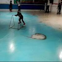 sadis-5000-ikan-mati-dibekukan-oleh-sebuah-arena-ice-skating-guna-menarik-pengunjung