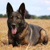 hati-hati-bahaya-digigit-anjing-lakukan-pertolongan-pertama-ini-agar-tak-mematikan