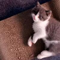 kucing-kesayangannya-mati-pengusaha-muda-tiongkok-memilih-kloning