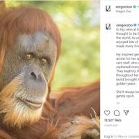 inji-orangutan-sumatera-tertua-di-dunia-tutup-usia