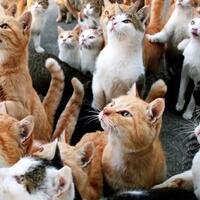 meskipun-masih-polemik-ini-alasan-kenapa-kucing-perlu-disterilkan