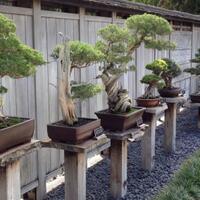 8-bonsai-cemara-bergaya--shari--yang-bikin-penggemar-bonsai-ngiler