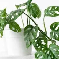 8-pot-tanaman-hias-ditukar-dengan-sebuah-mobil-inilah-penampakannya