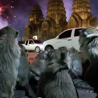 video-viral--ribuan--monyet--panik-kocar-kacir-akibat-pesta-kembang-api
