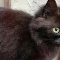 memelihara-kucing-menjadi-salah-satu-kegiatan-kami-saat-pandemi
