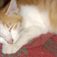 bobo-si-kucing-piaraan-ane-yang-suka-bobok-dan-mitos-mitos-seputar-kucing