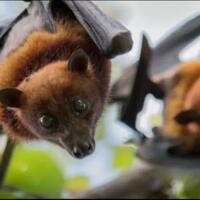 ancaman-baru-di-tengah-pandemi-covid-19-itu-bernama-virus-nipah