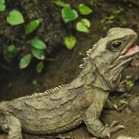 5-fakta-menarik-tuatara-reptil-endemik-selandia-baru