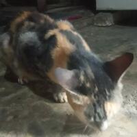 tips-jitu-merawat-kucing-kampung-si-moli