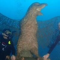 kebun-karang-raksasa-jadi-spot-wisata-selam-baru-di-bali